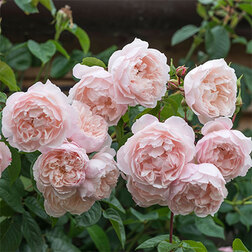 ����  ���� �������� �������� ��������, ������ �� 699 ���