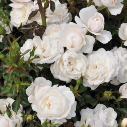 ����  ���� ����������� ����� ������ �����, ������ �� 1189 ���