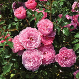 ����  ���� ����������� ����� ������ ����, ������ �� 1189 ���