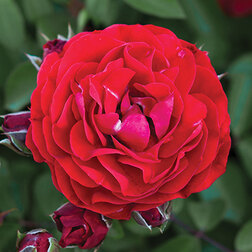 ����  ���� ���������� �Reka� ����, ������ �� 1189 ���