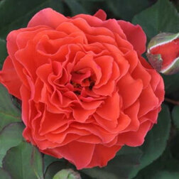 ����  ���� ���������� ����� ��������� ���� �� �������, ������ �� 529 ���