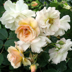 ����  ���� ��������� ������� ��������, ������ �� 1099 ���