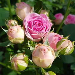 ����  ���� ����� (�����������) ���� ����, ������ �� 429 ���