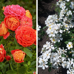 ����  ���� ��������� (2 ��������) 3 ������� ���� ������ � ��������, ������ �� 849 ���