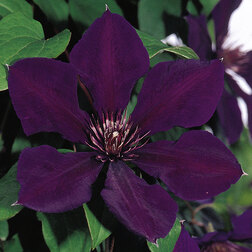 ����  �������� ��������������� ������ ���� (1-�����), ������ �� 599 ���