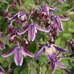 ����  �������� ��������������� �� ����� (1-�����), ������ �� 1269 ���