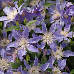 ����  �������� ������������ ��� ����, ������ �� 1699 ���