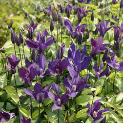 ����  �������� ������������ ��� ����, ������ �� 1699 ���