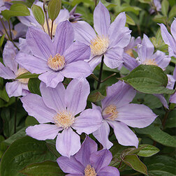 ����  �������� ������������ ���� ����, ������ �� 1699 ���