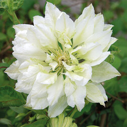 ����  �������� ��������������� ��������, ������ �� 1339 ���