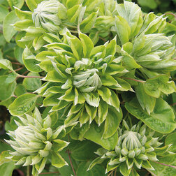 ����  �������� ��������������� ���� ����, ������ �� 1699 ���