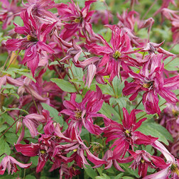 ����  �������� ��������������� �������, ������ �� 1699 ���