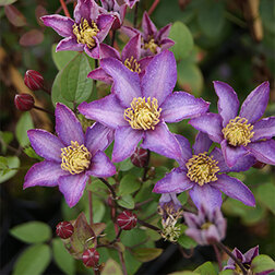 ����  �������� ��������������� ���������, ������ �� 1699 ���