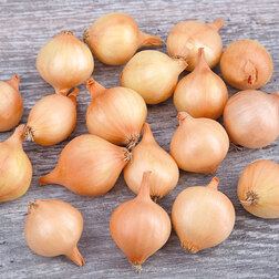 ����  ���-����� ����������� ����� (��-1��), ������ �� 396 ���