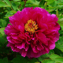 ����  ���� ����������� ������� ��� ��, ������ �� 731 ���