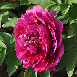 ����  ���� ����������� �������� �����, ������ �� 731 ���