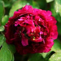 ����  ���� ����������� ���� �����, ������ �� 731 ���