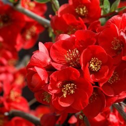 ����  ���� ������������ (���������) ����� �� ��, ������ �� 586 ���