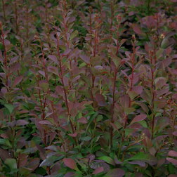 ����  �������� �������� ��� �����, ������ �� 510 ���