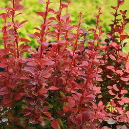 ����  �������� �������� �����, ������ �� 756 ���