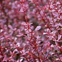 ����  �������� �������� ��������, ������ �� 756 ���