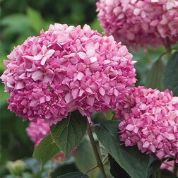 ����  ��������� ����������� ���� �������, ������ �� 960 ���