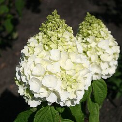 ����  ��������� ����������� �������� �������, ������ �� 654 ���