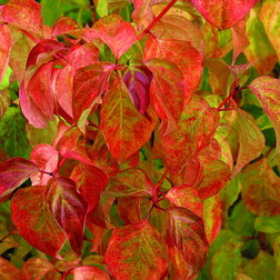 ����  ����� ������� ������ �����, ������ �� 671 ���