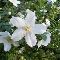 ����  ������ ������� (��������) �����������, ������ �� 510 ���