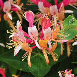 ����  ��������� (������������) ��������, ������ �� 697 ���