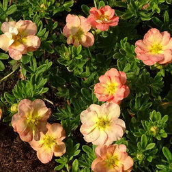 ����  �������� ������������� ����� ����, ������ �� 688 ���