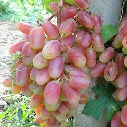 ����  �������� �������� ������, ������ �� 349 ���