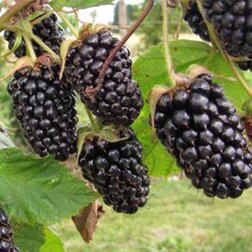 ����  ������� �������� ���� (���������), ������ �� 579 ���