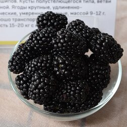 ����  ������� ������ (���������), ������ �� 479 ���