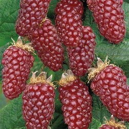 ����  ��������� (�������) �������� ������ (������ � �������), ������ �� 479 ���