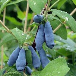 ����  ��������� ��������� ��������, ������ �� 349 ���