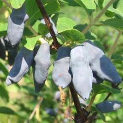 ����  ��������� ��������� �����, ������ �� 349 ���