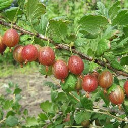 ����  ��������� ���������, ������ �� 339 ���