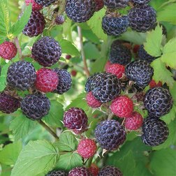 ����  ������ ���������� (������������ ����), ������ �� 499 ���