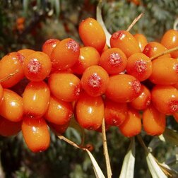 ����  ������� �������� �������, ������ �� 369 ���