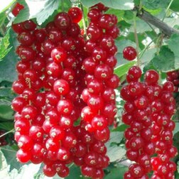 ����  ��������� ������� ������, ������ �� 259 ���