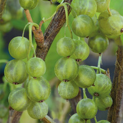 ����  ������� ������ ��������� ���������� ��������, ������ �� 249 ���