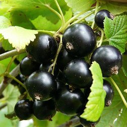 ����  ��������� ������ �������, ������ �� 249 ���