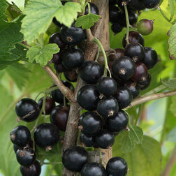 ����  ������� ��������� ������ (������), ������ �� 249 ���