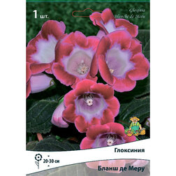 ����  ��������� ����� �� ���� (1 ��.), ������ �� 280 ���