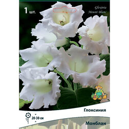 ����  ��������� ������� (1 ��.), ������ �� 280 ���