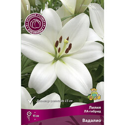 ����  ����� ��-������ ������� (1 ��.), ������ �� 195 ���