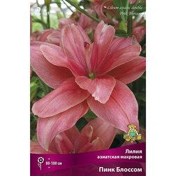 ����  ����� ��������� �������� ���� ������� (2 ��.), ������ �� 462 ���