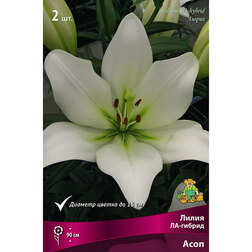 ����  ����� ��-������ ���� (2 ��.), ������ �� 268 ���