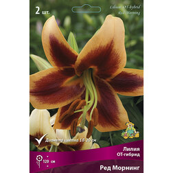 ����  ����� ��-������ ��� ������� (2��), ������ �� 421 ���